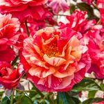 Rose Floribunda Frida Kahlo