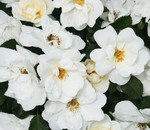 Rosa 'Radwhite' PP20273 / Knock Out® White Rose