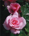 Rose Miniature Berna
