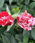 Rose Miniature Gigi
