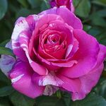 Rose Grandiflora Parade Day