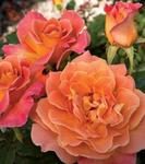 Rose Floribunda Rosie The Riveter