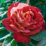 Rose Climbing Tropical Lightning