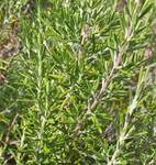 Rosemary