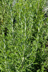 Rosemary Barbeque