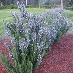 Rosemary Spice Island