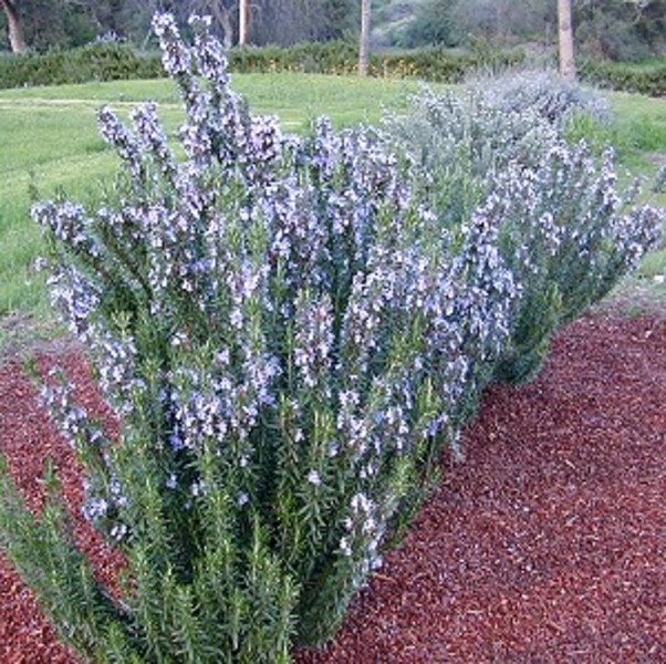 Rosemary Spice Island Goode Greenhouses