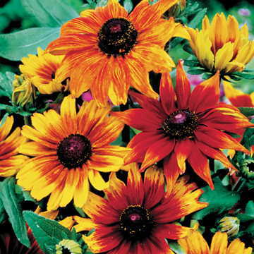 rudbeckia autumn colors rudbeckia autumn colors