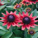 Rudbeckia Cherry Brandy