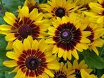 Rudbeckia Denver Daisy