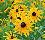 Rudbeckia Goldstrum