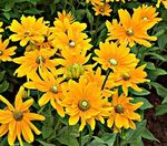 Rudbeckia Irish Eyes
