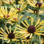 Rudbeckia Little Henry