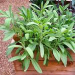 Sage Garden