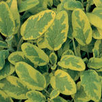 Sage, Golden Varigated
