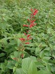 Sage Pineapple