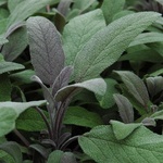 Sage Purple