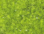 Sagina Aurea-Gold