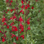 Salvia Windwalker Royal Red