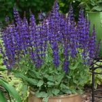Salvia Blue Marvel