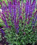 Salvia Caradonna