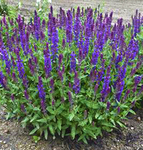 Salvia New Dimension Blue