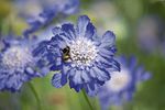 Scabiosa Fama Deep Blue