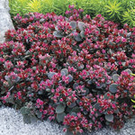 Sedum Sun Sparkler Blue Elf
