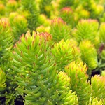 Sedum Angelina Gold