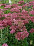 Sedum Maximum Autumn Fire