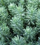 Sedum Blue Spruce