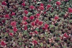 Sedum Dragon's Blood