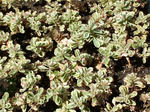 Sedum Dragon's Blood Tricolor