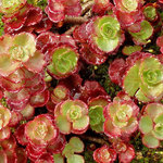Sedum Elizabeth-Red Carpet