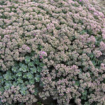 Sedum Ewersii Mini Pink