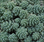Sedum Himalayan Skies
