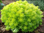 Sedum Lemon Ball