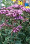 Sedum Maximum Munstead