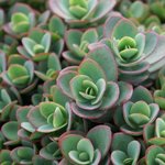 Sedum Sun Sparkler Lime Zinger
