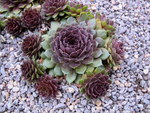 Sempervivum Hen And Chick Mix
