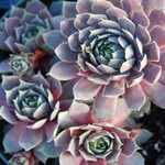 Sempervivum Pacific Blue Ice