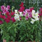 Snapdragon Candy Tops Mix