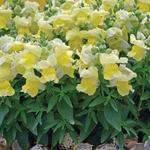 Snapdragon Candy Tops Yellow
