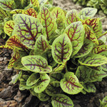 Sorrel Red Veined