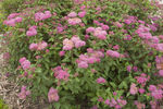 Spiraea First Editions® Superstar™