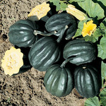 Squash Table Ace Acorn