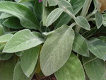 Stachys Lanata Helen Von Stein