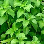 Stevia Rebaudiana