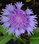 Stokesia Blue Danube