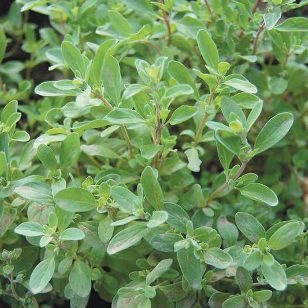 Sweet Marjoram Goode Greenhouses